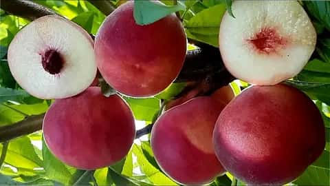https://xn--26-6kcue7bya8b6b.xn--p1ai/persik/#other92101
