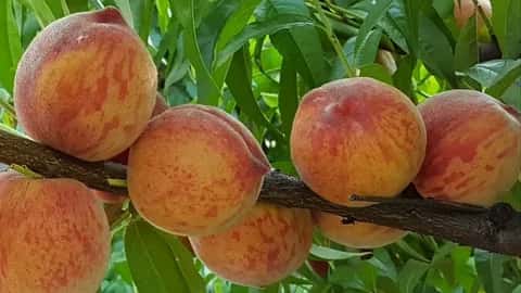 https://xn--26-6kcue7bya8b6b.xn--p1ai/persik/#other92101
